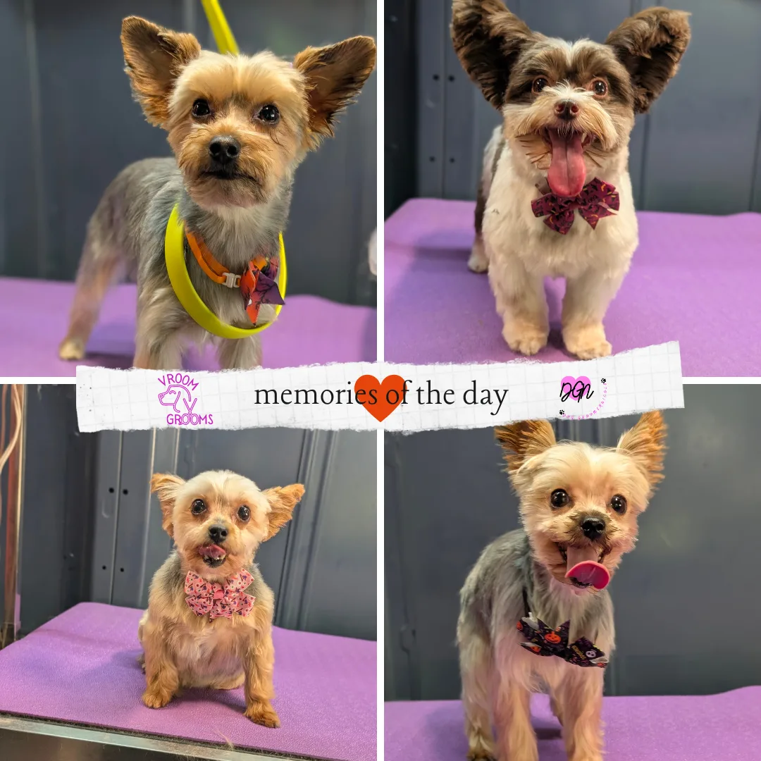 🛁 Thursday’s Tiny Titans: Yorkie Edition! 🐾