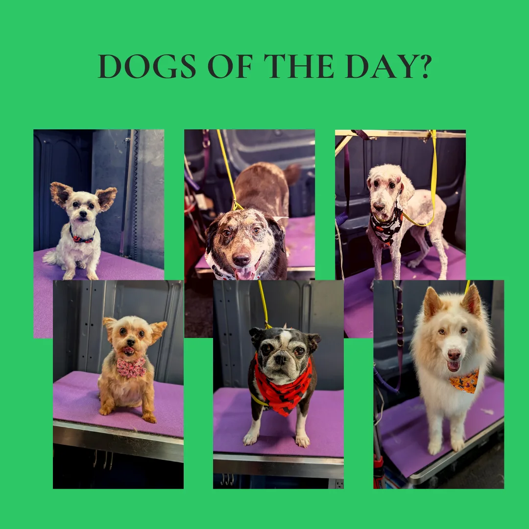 🐾 Dogs of the day?🐾