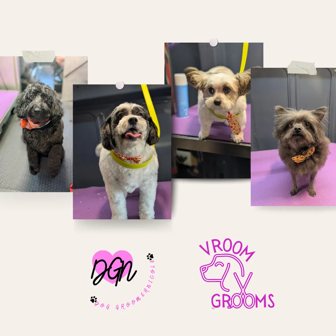 🐾 Dogs of the Day – Thursday, November 6th 🎉