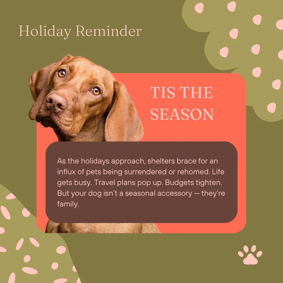 🎄🐾 Holiday Reminder: Pets Aren’t Disposable 🐾🎄