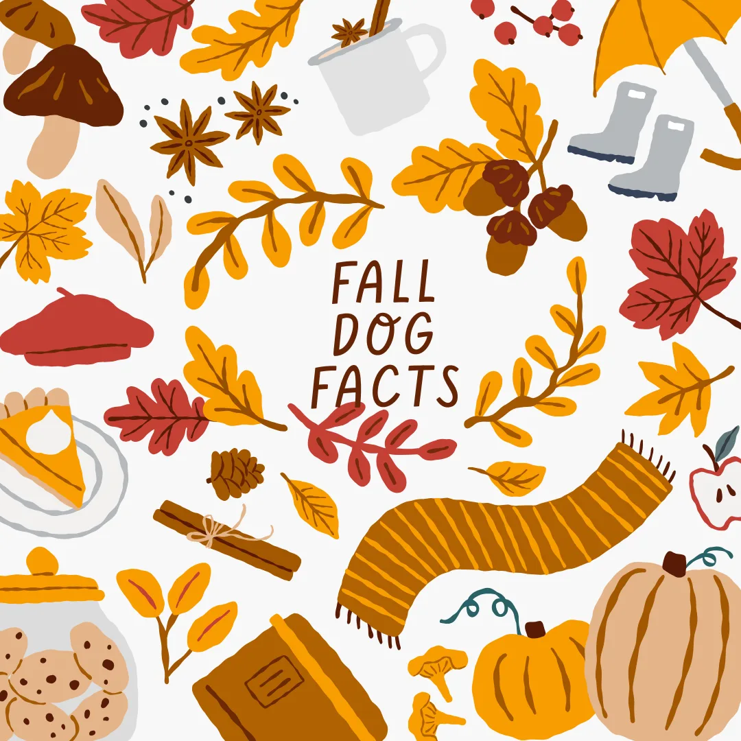 Fall is full of fun for dogs—here are some surprising seasonal facts to wag about!