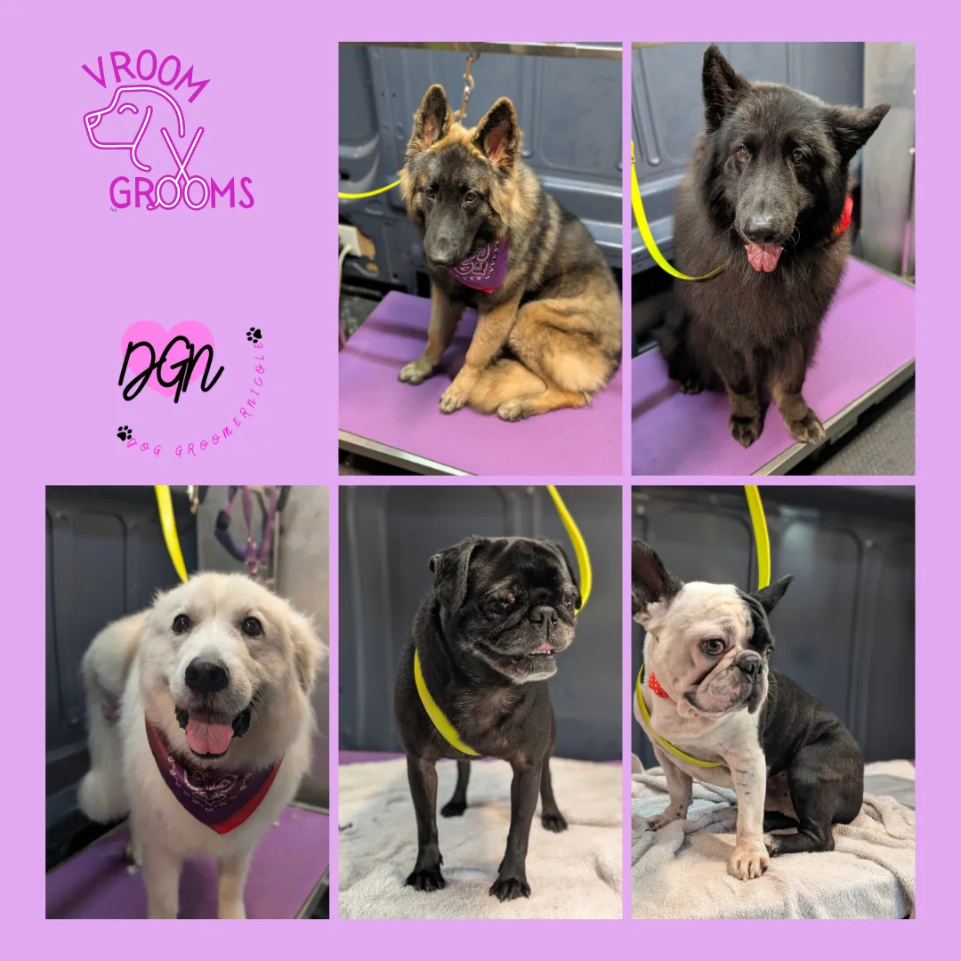 🐾 Dogs of the Day – Friday, November 7th
