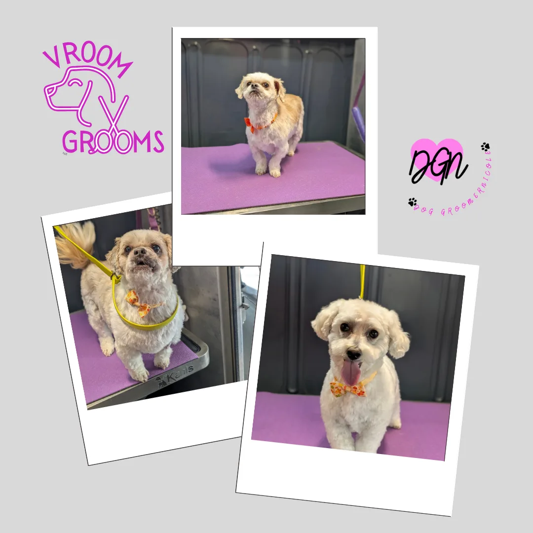 Dogs of the Day” feature on Tuesday, November 11th: