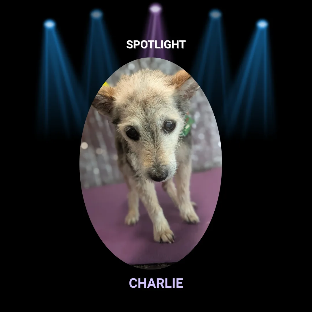 🌟 Spotlight Dog of the Day: Charlie the Terrier Mix! 🌟