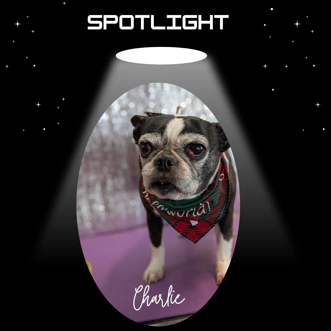 🌟 Spotlight Dog: Charlie the Boston Terrier! 🌟