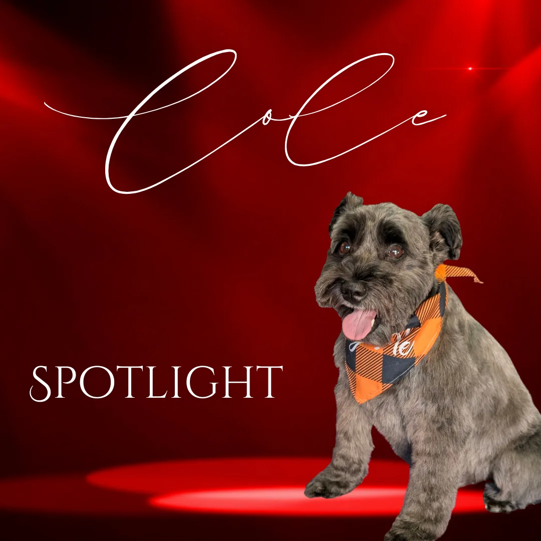 ⭐ Spotlight Dog: Cole, Our Handsome Leading Man