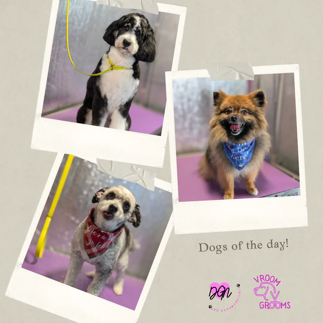 🐾 Dogs of the Day – Bebe, Bear & Luna