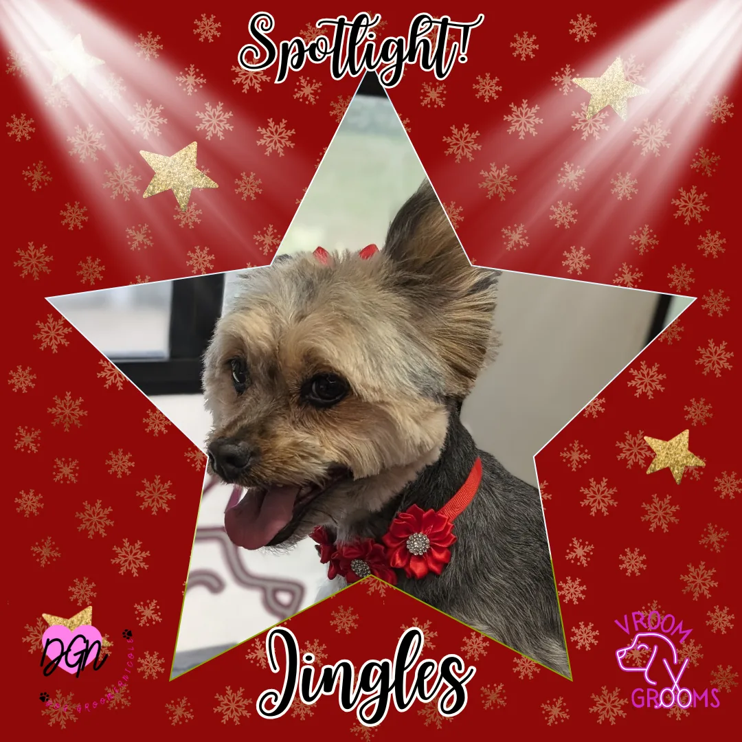 🐾 Spotlight Dog of the Day: Jingles, Our Sweet and Shy Little Wiggler