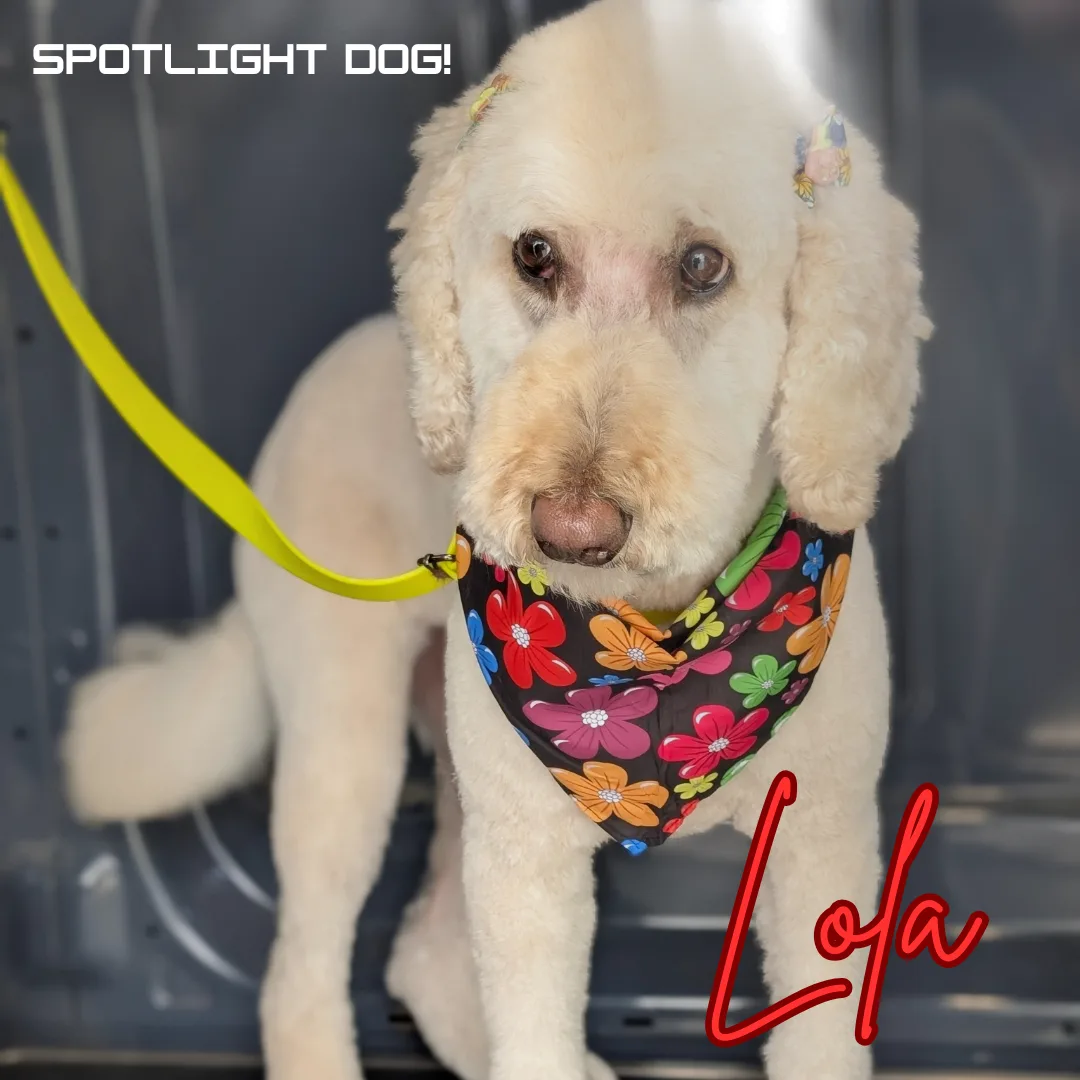 🌼 Spotlight Dog of the Day: Lola the Doodle 🌼