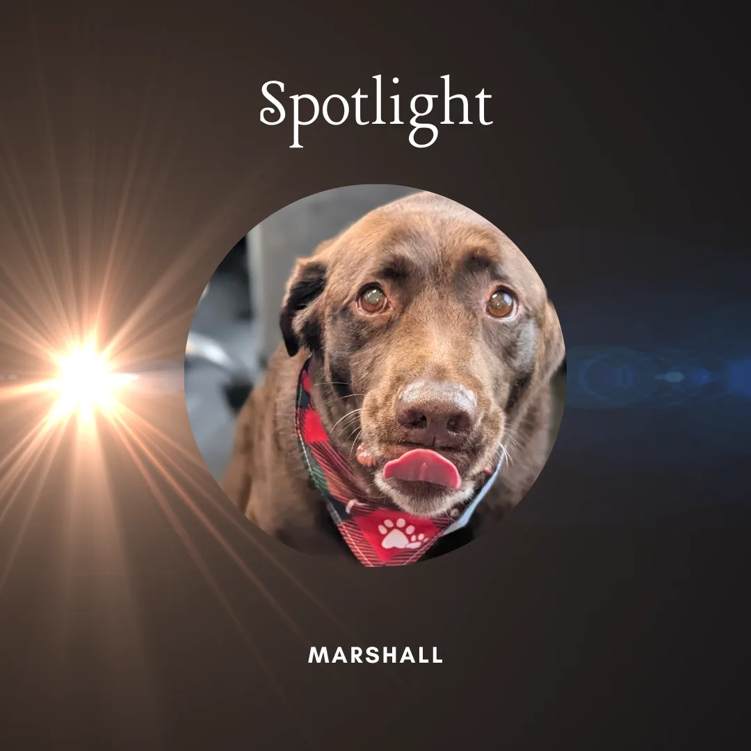 🐾 Spotlight Dog: Marshall the Labrador Retriever! 🐾
