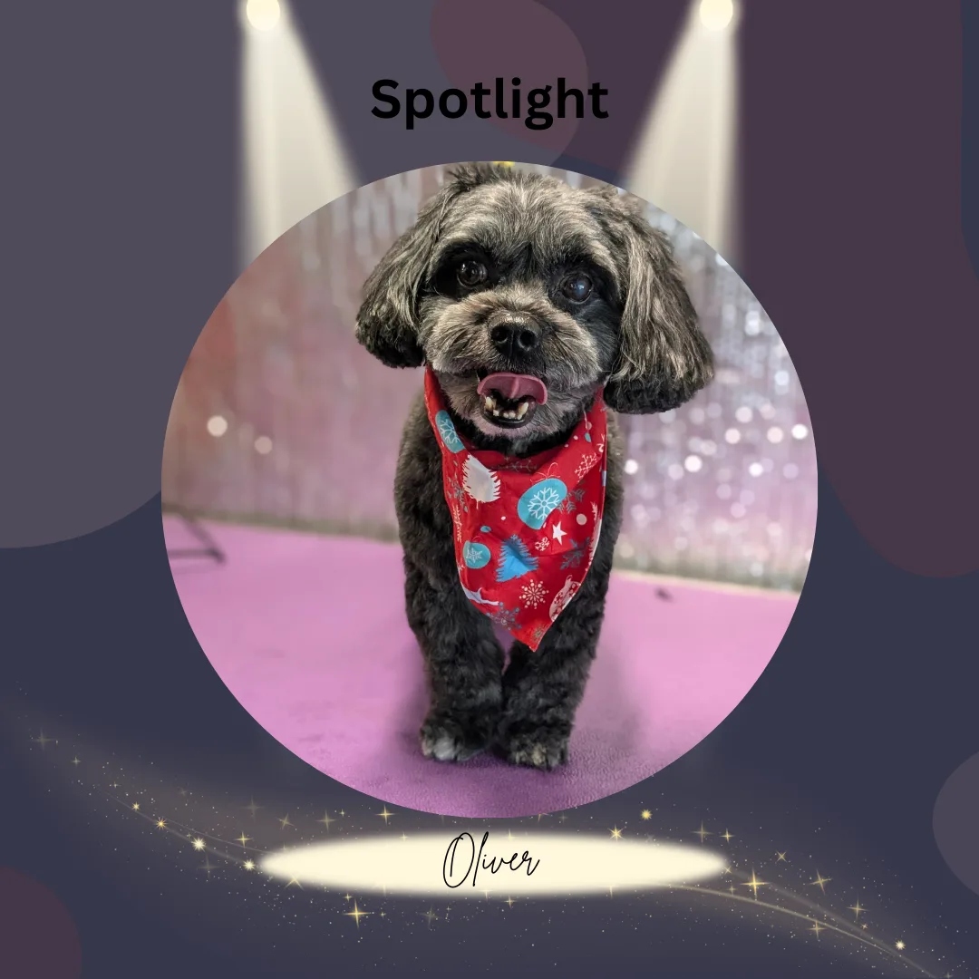 🌟 Spotlight Dog of the Day: Oliver the Havanese Mix! 🌟
