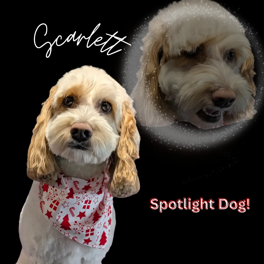 🌸 Spotlight Dog: Scarlett the Poodle Mix