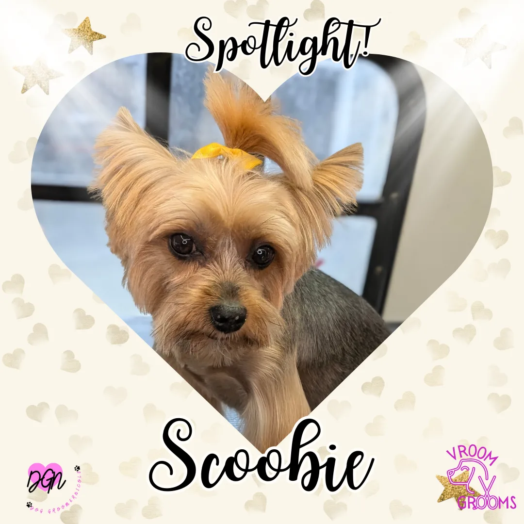 🐾 Spotlight Dog of the Day: Scoobie, Our Sassy Little Yorkie Star