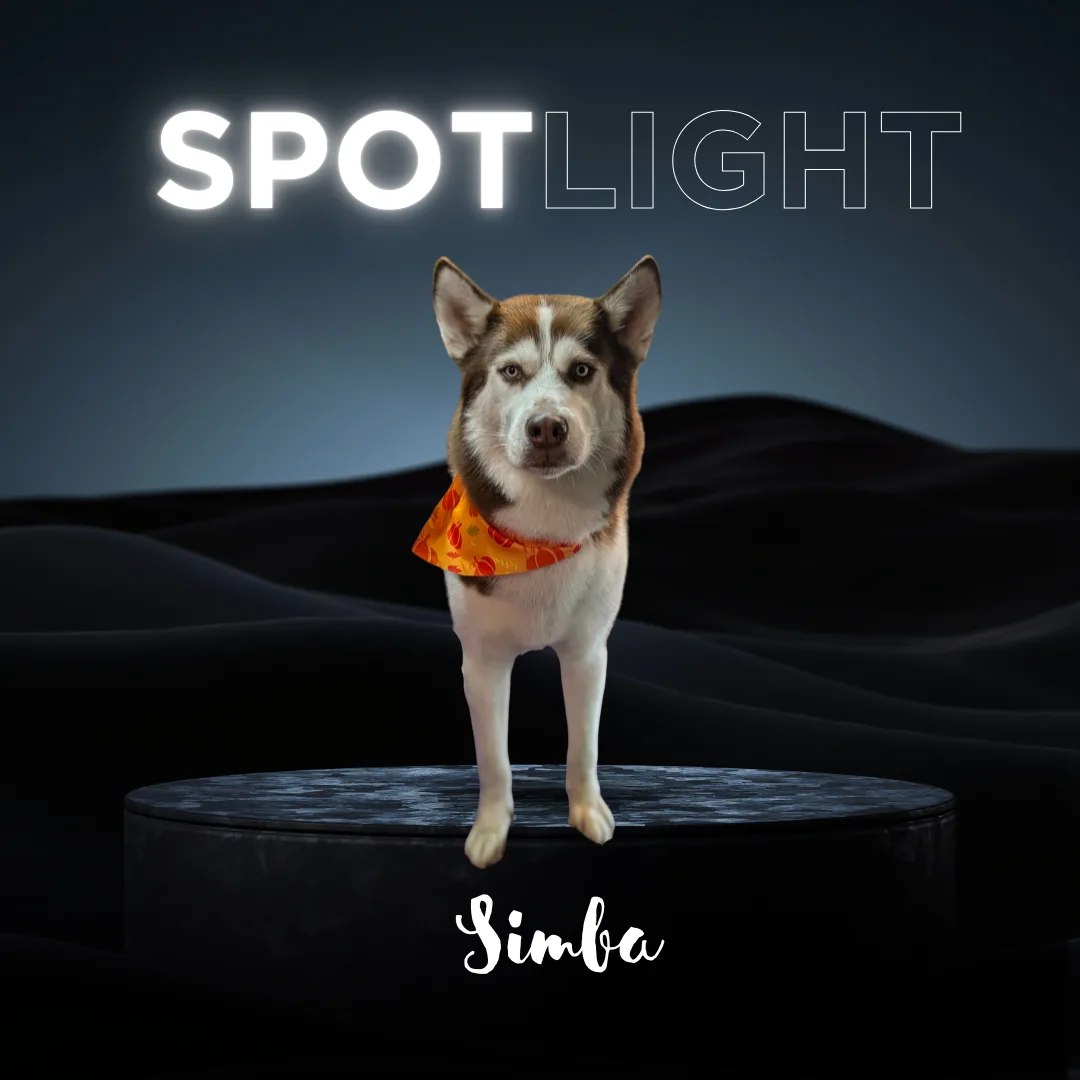 ⭐ Spotlight Dog: Simba, the Blue‑Eyed Heartbreaker
