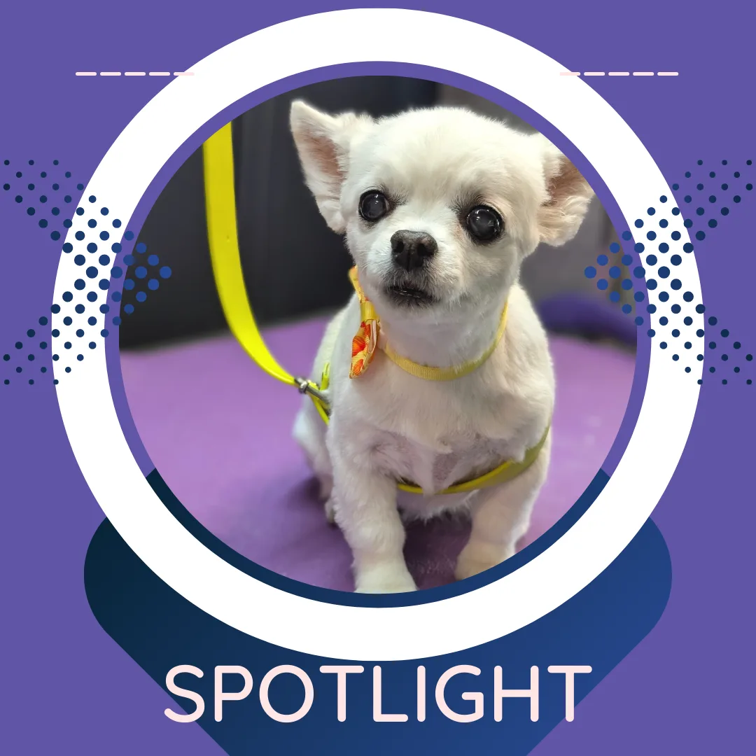 ⭐ Spotlight Dog: Darling Delilah, the Sweet & Spicy Nugget