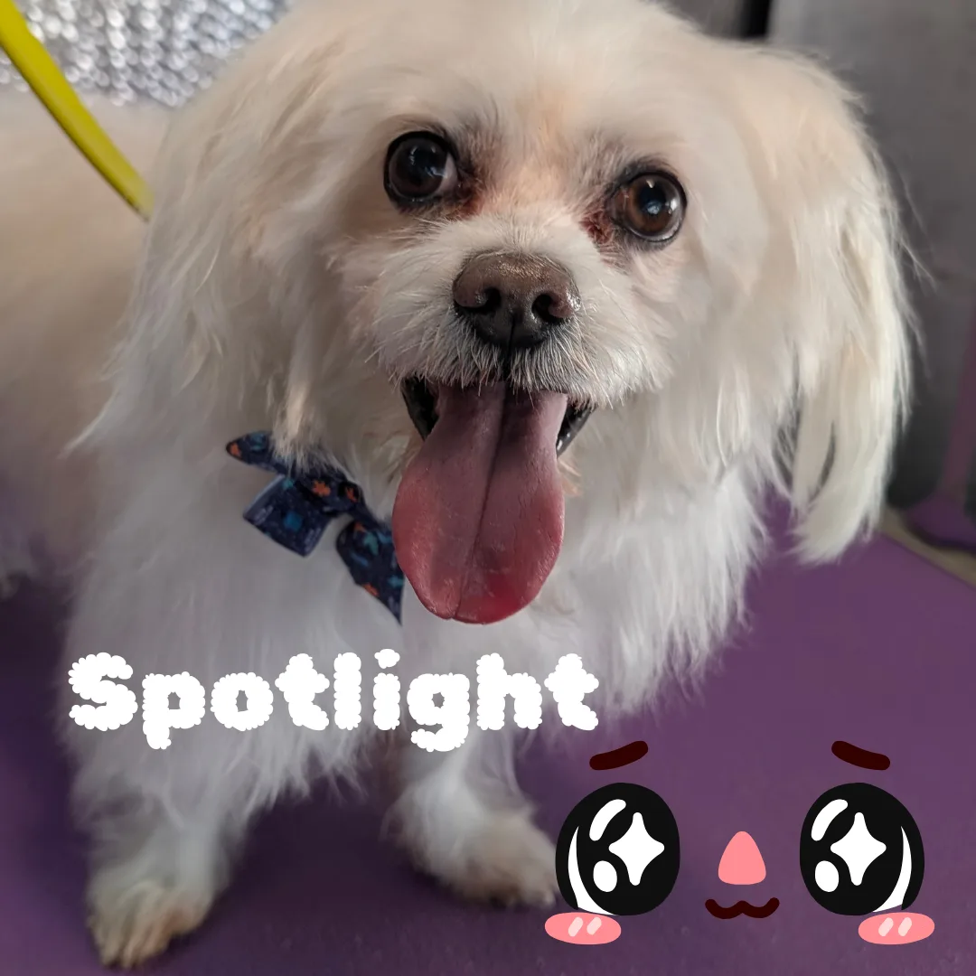 Here’s a warm, charming Spotlight Dog blog for Johnny Angel — full of sweetness, softness, and those irresistible puppy‑dog eyes: