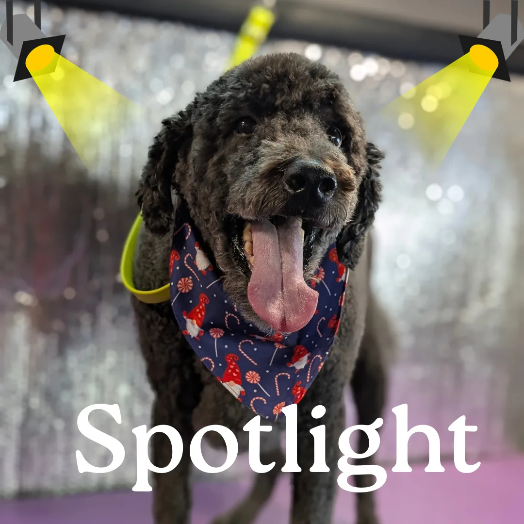 ⭐ Spotlight Dog: Louie, the Transformation Treasure