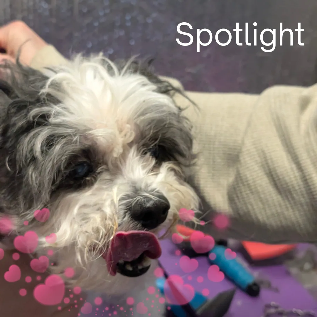 ⭐ Spotlight Dog: Trigger, Our Sweet and Sensitive Old Soul