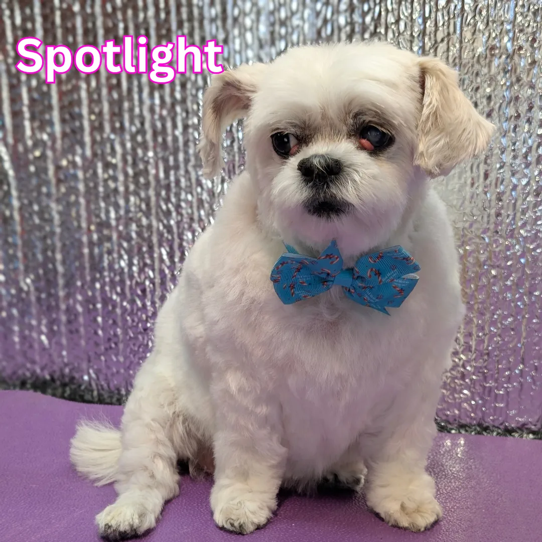 ⭐ Spotlight Dog: Izzy, the Spunky Maltese Mix Queen