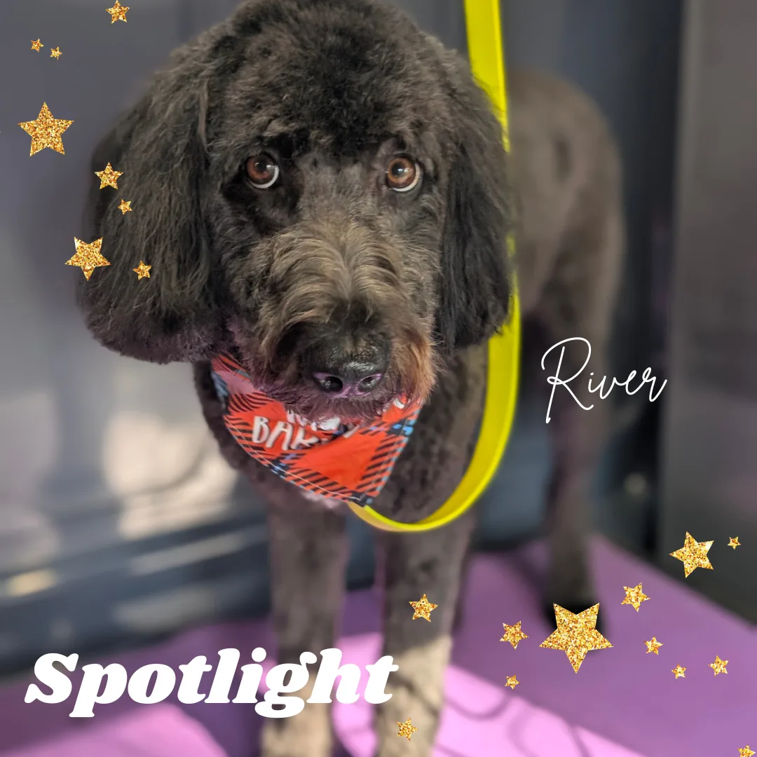 🌟 Spotlight Dog of the Day: River the Poodle Mix! 🌟