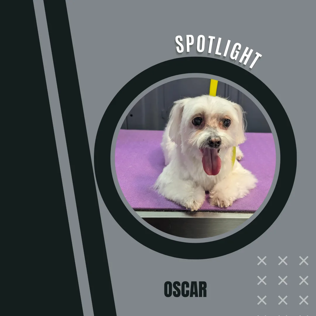 🌟 Spotlight Dog of the Day: Oscar the Maltese! 🌟