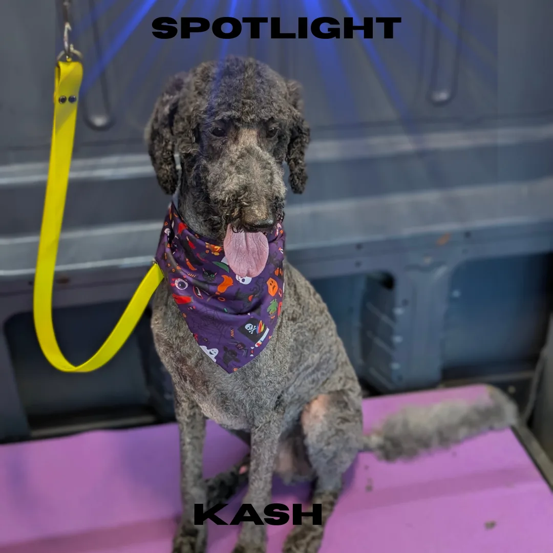 🌟 Spotlight Dog of the Day: Kash the Poodle Mix! 🌟