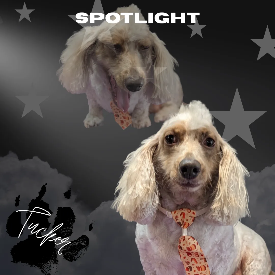 ⭐ Spotlight Dog: Tucker, the Shy Little Rock ’n’ Roll Dachshund