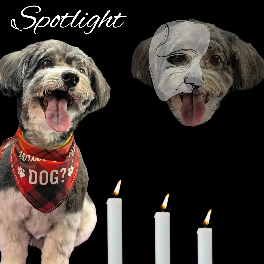 ⭐ Spotlight Dog: Milo, the Dramatic Havanese Mix