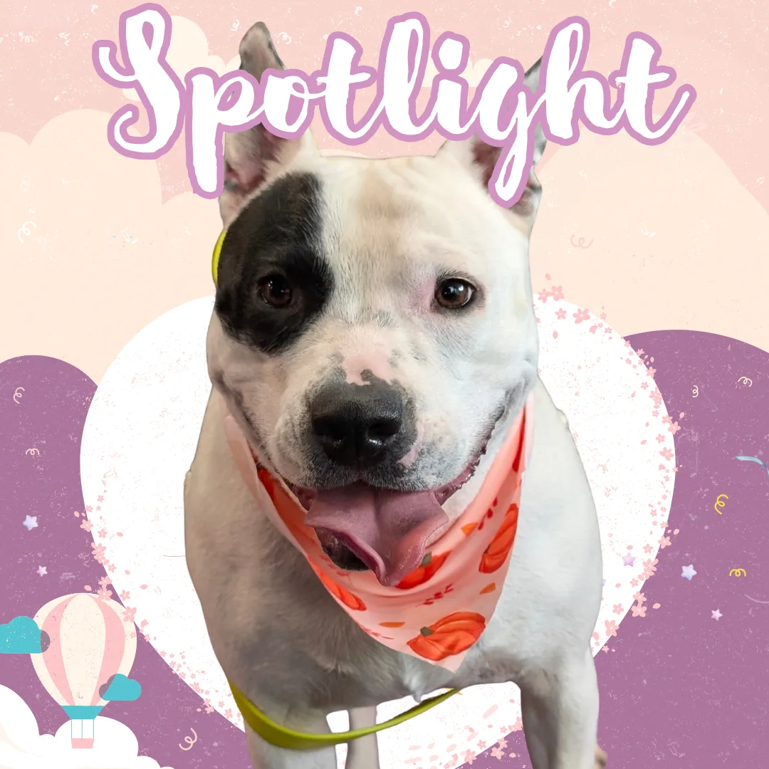 ⭐ Spotlight Dog: Boop, the Fuzzy‑Chasing Fun Machine