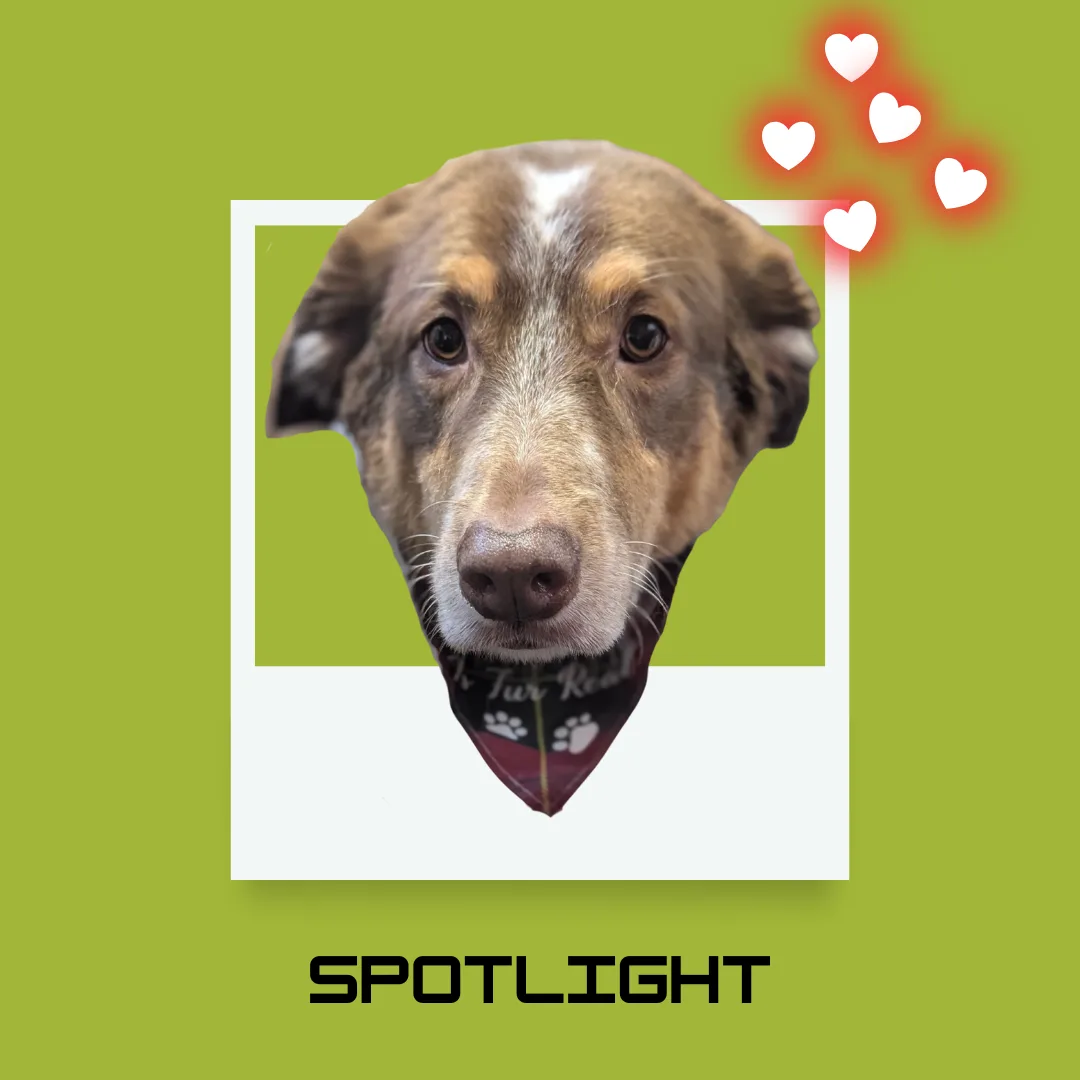 ⭐ Spotlight Dog: Vito, the Vocal Australian Shepherd