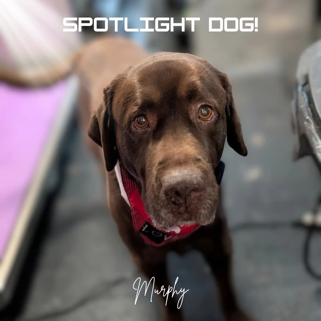 🐾 Spotlight Dog of the Day: Murphy the Distinguished Lab 🐾