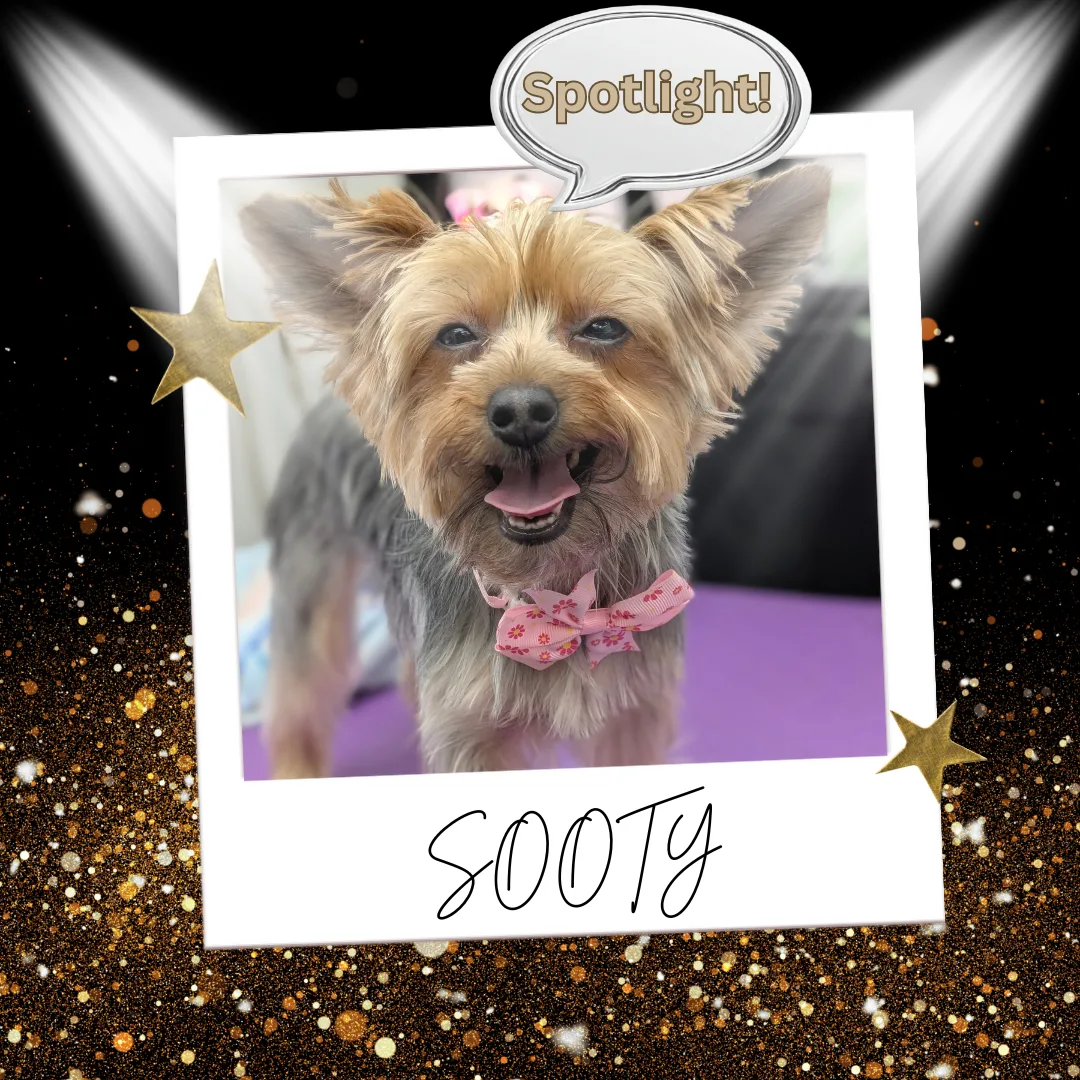 🐾 Spotlight Dog of the Day: Sooty, Our Day-One Yorkie Queen
