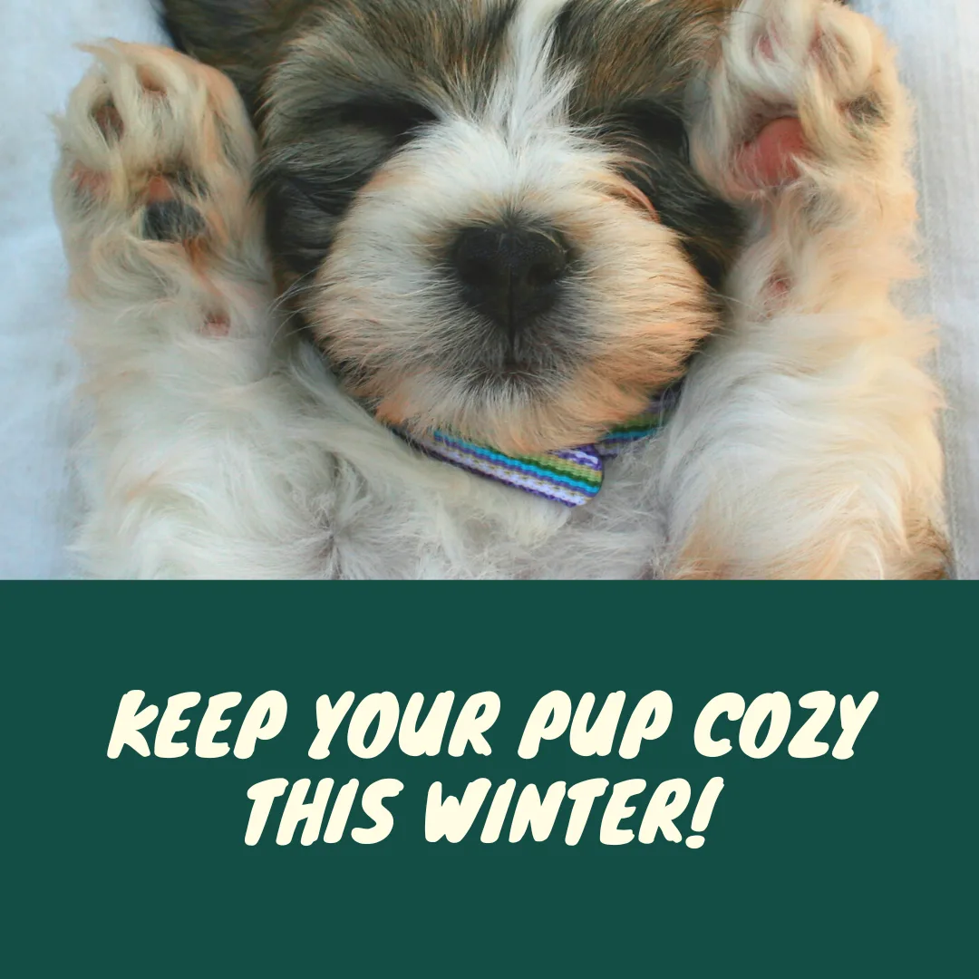 ❄️🐾 Keeping Your Pup Warm and Comfortable in Winter
