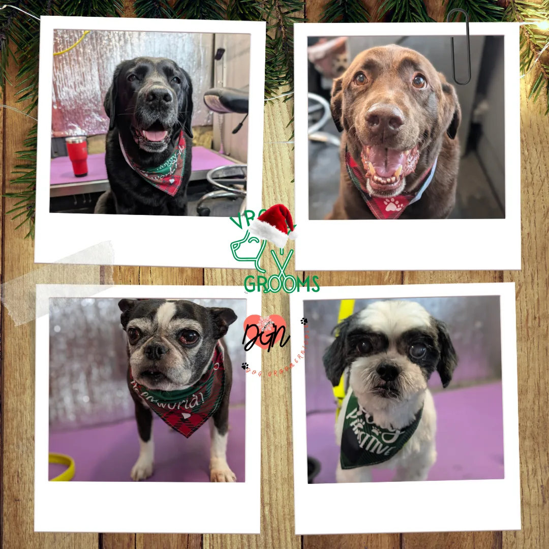 🐾 Dogs of the Day – Monday, December 1st