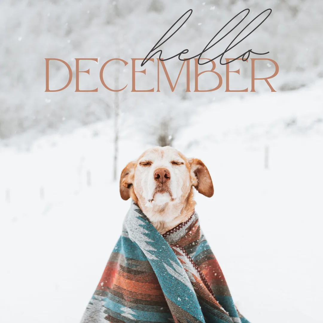 🐾 Dogs and Snow: Joys and Precautions