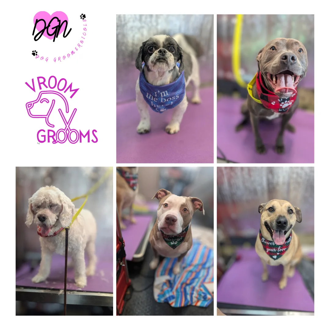 🐾 Dogs of the Day – Tuesday, December 2nd