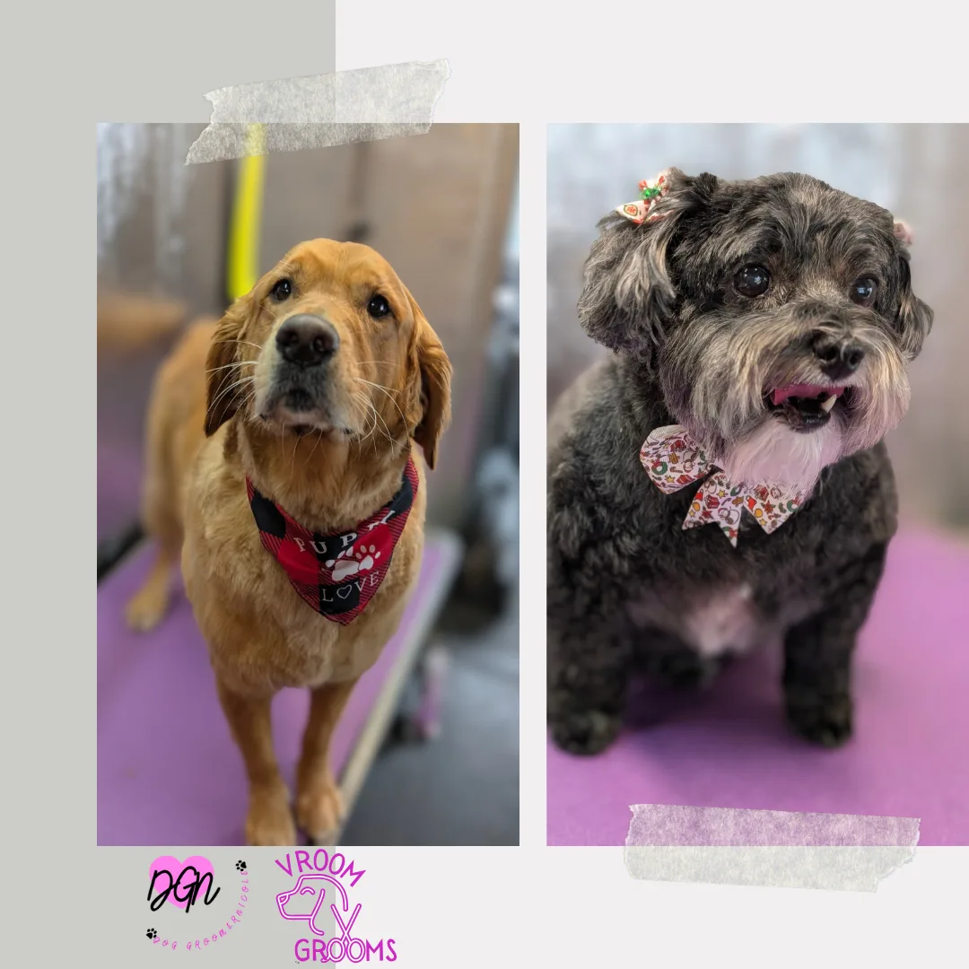 🐾 Dogs of the Day – Wednesday, December 3rd