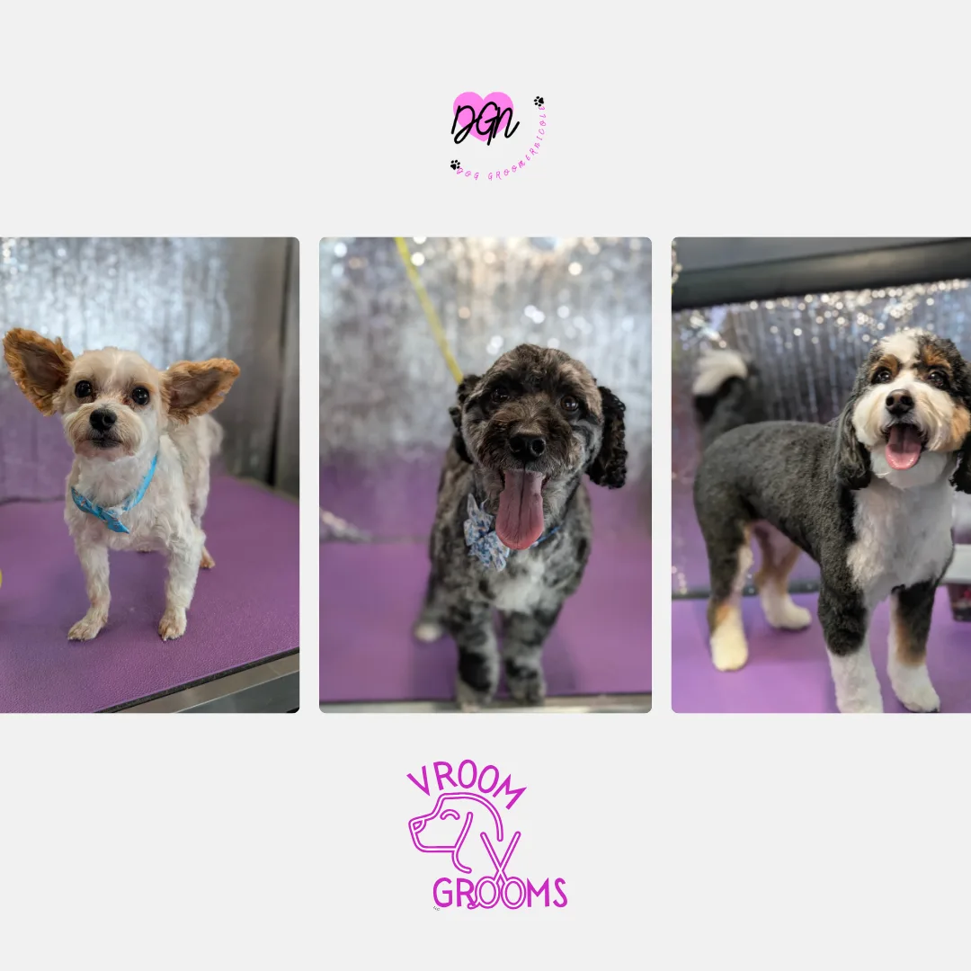 🐾 Dogs of the Day – Monday, December 8th