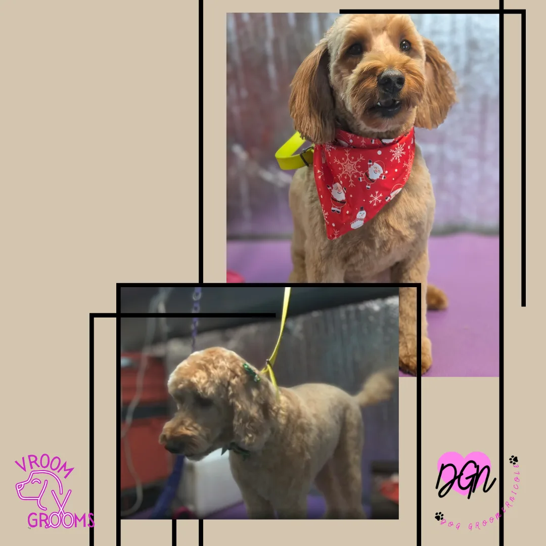 🐾 Dogs of the Day – Tuesday, December 9th