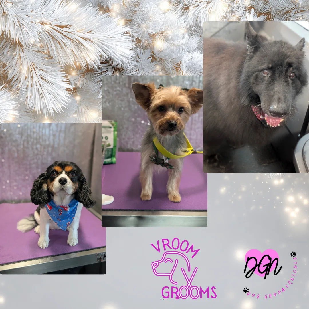 Dogs of the Day – Thursday, December 11th