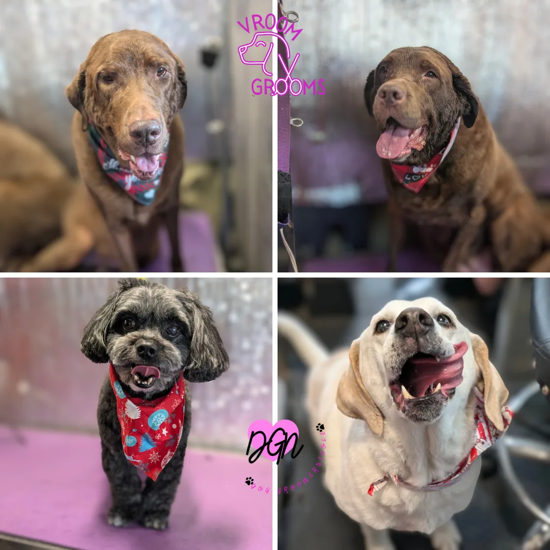 Here’s a polished, warm, personality-rich Dogs of the Day blog for Friday, December 12th — celebrating each pup exactly the way you love to do it: with heart, humor, and a spotlight on their individuality.
