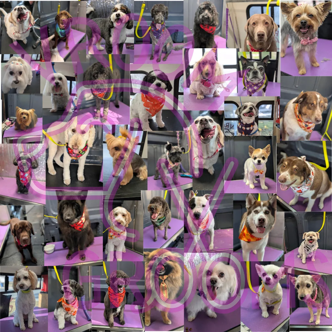 🐾 Celebrating Our Longtime Pups: Daily Spotlights Through the End of the Year!