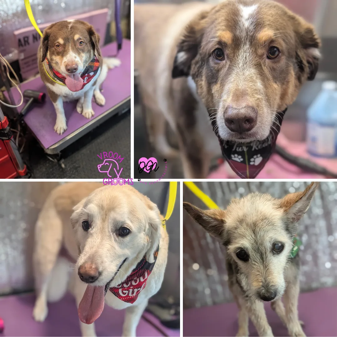 🐾 Dogs of the Day — Tuesday, December 16th