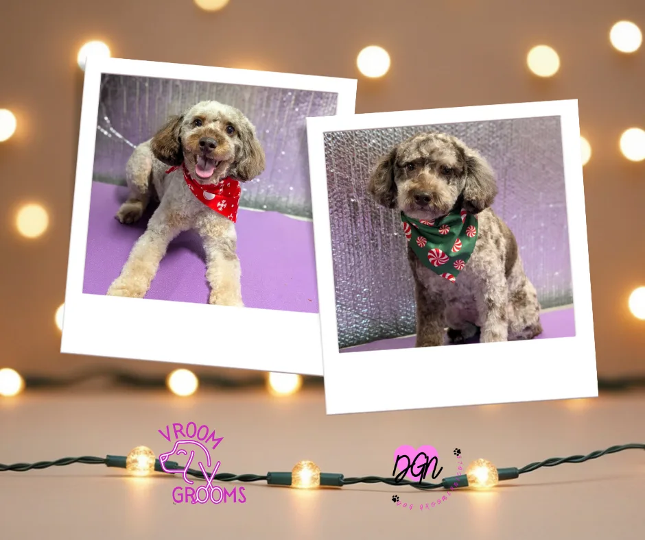 Dogs of the Day – Saturday, December 20th