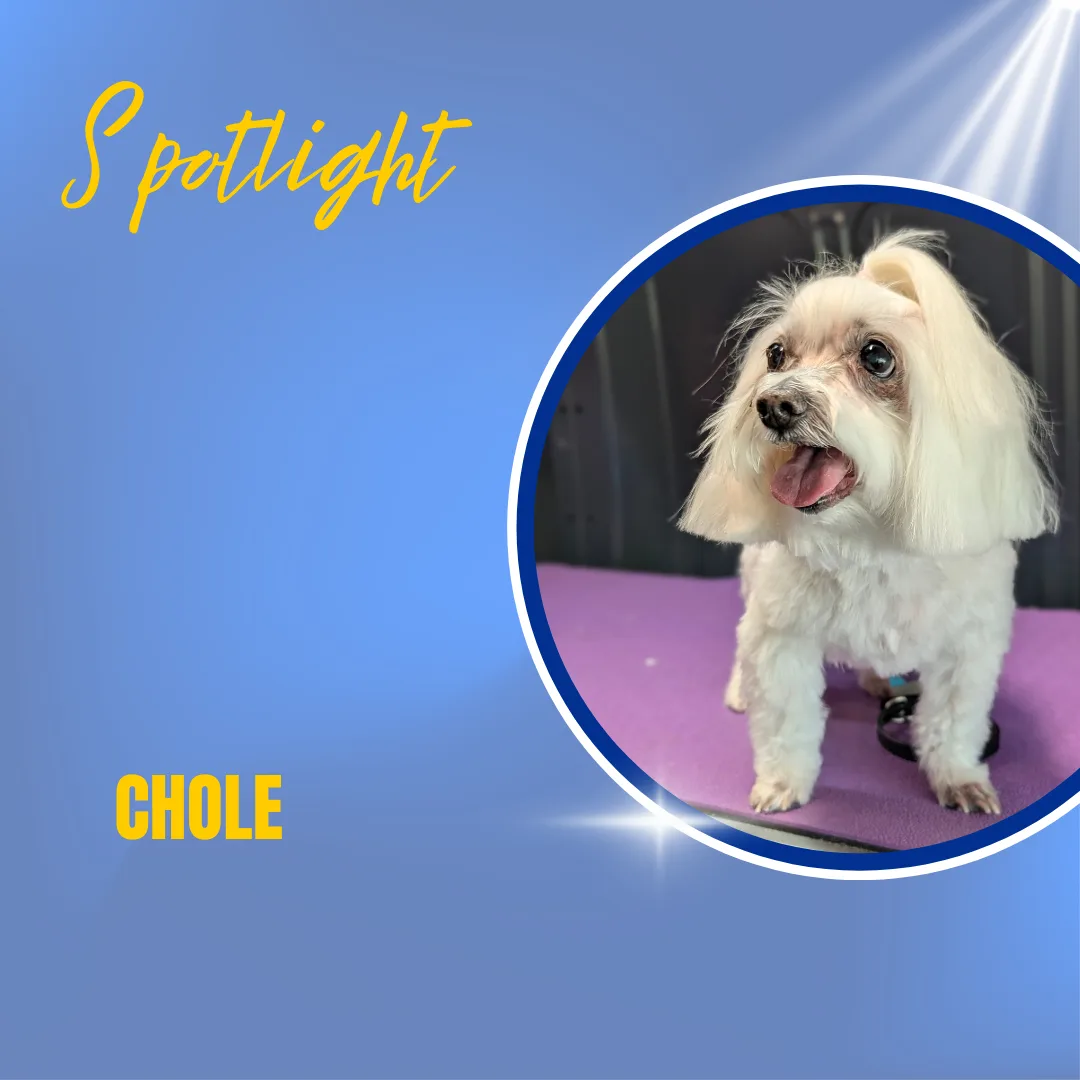 🌟🐾 SPOTLIGHT DOG: CHLOE THE MALTESE! 🐾🌟