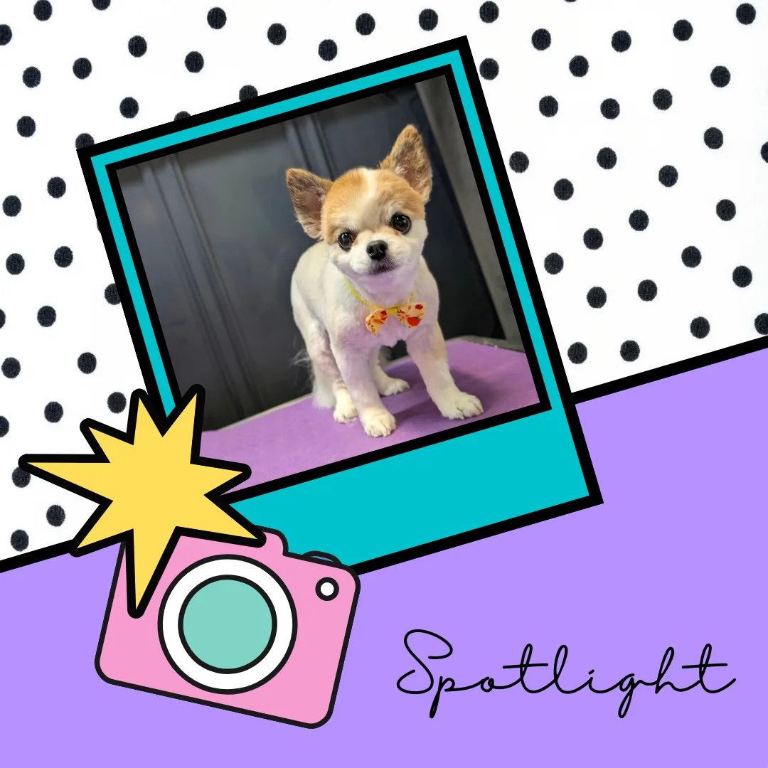 ⭐ Spotlight Dog: Mighty Mike, the Soft‑Spoken Sweetheart