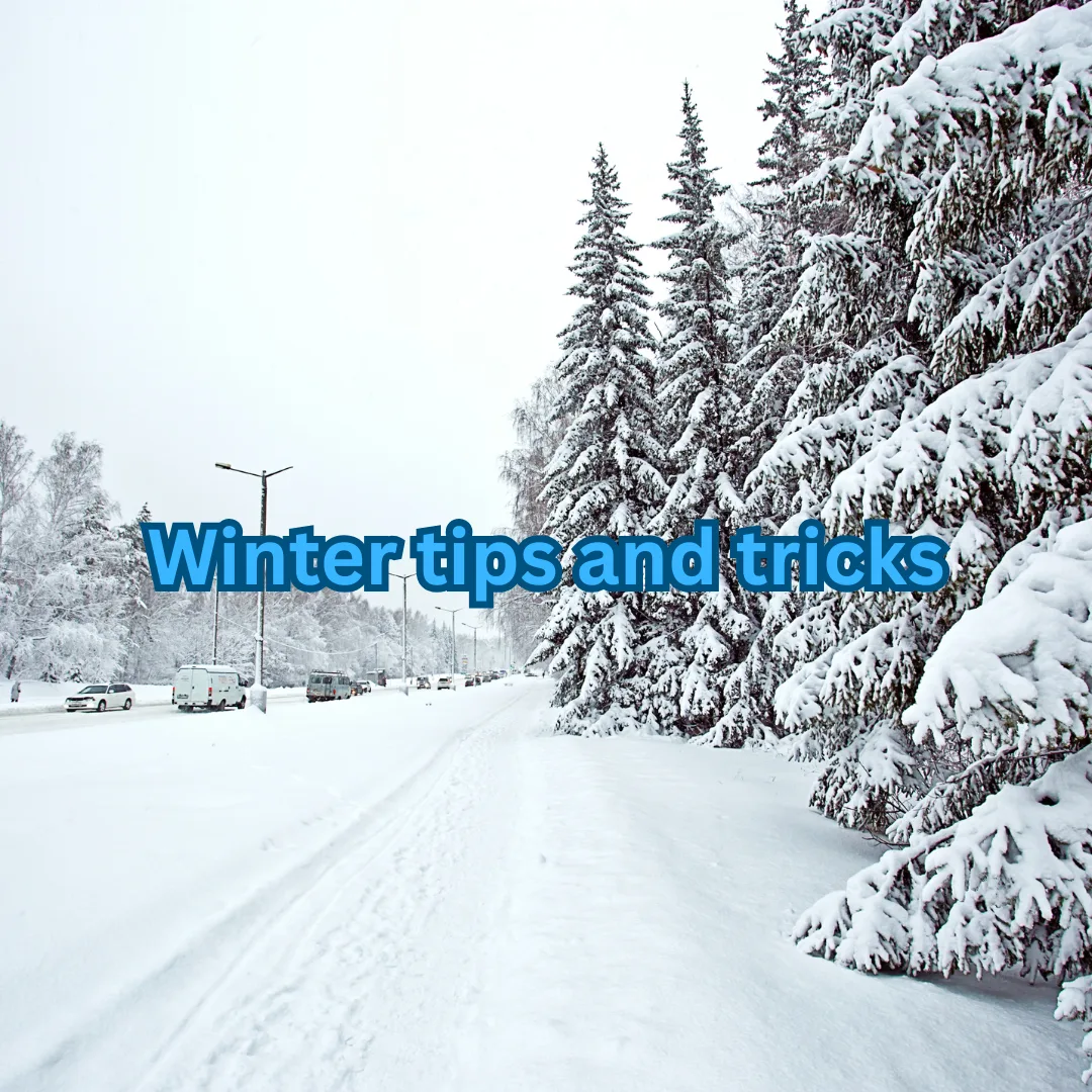 ❄️ Winter Weather and Our Dogs: What You Need to Know