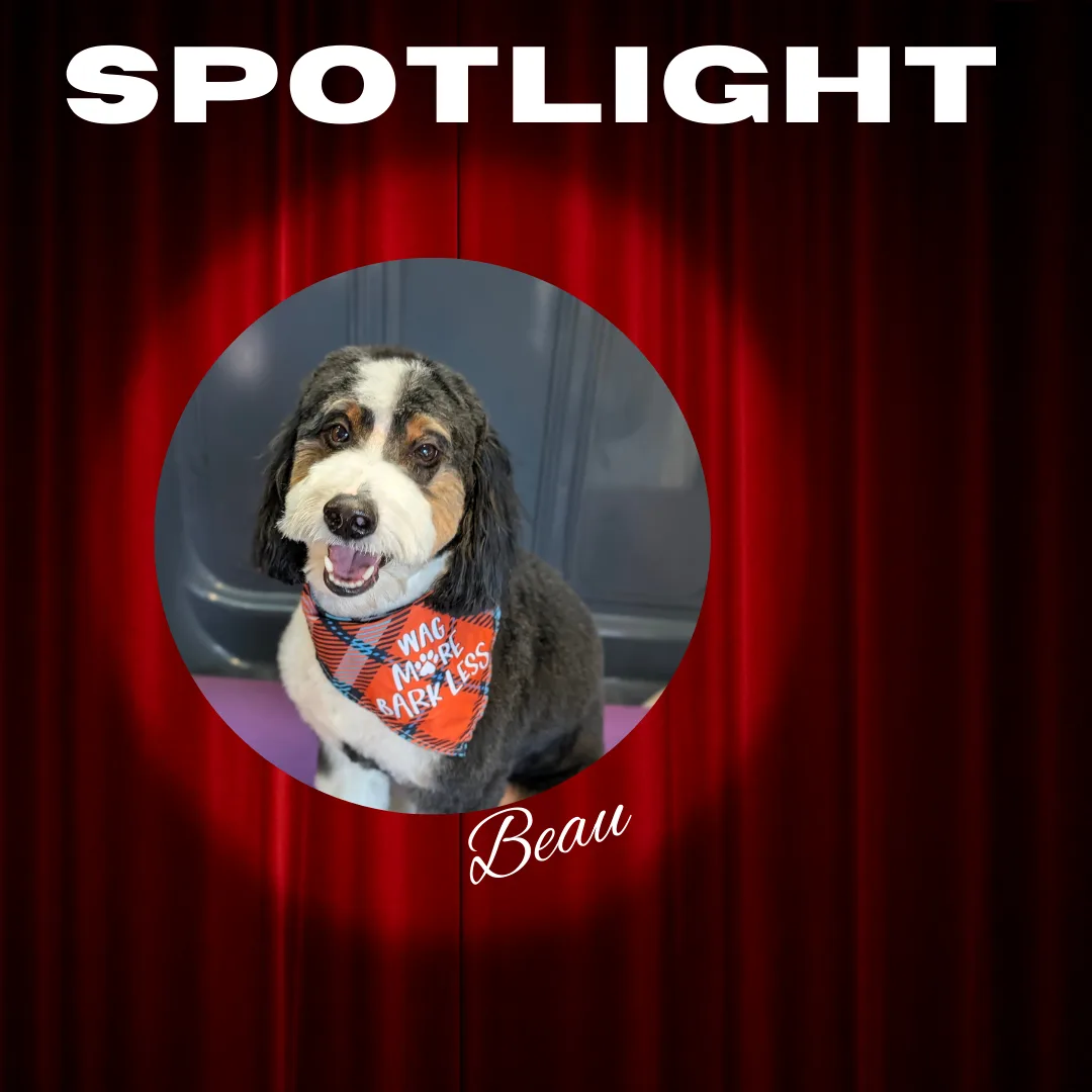 🌟 Spotlight Dog of the Day: Beau the Bernedoodle! 🌟