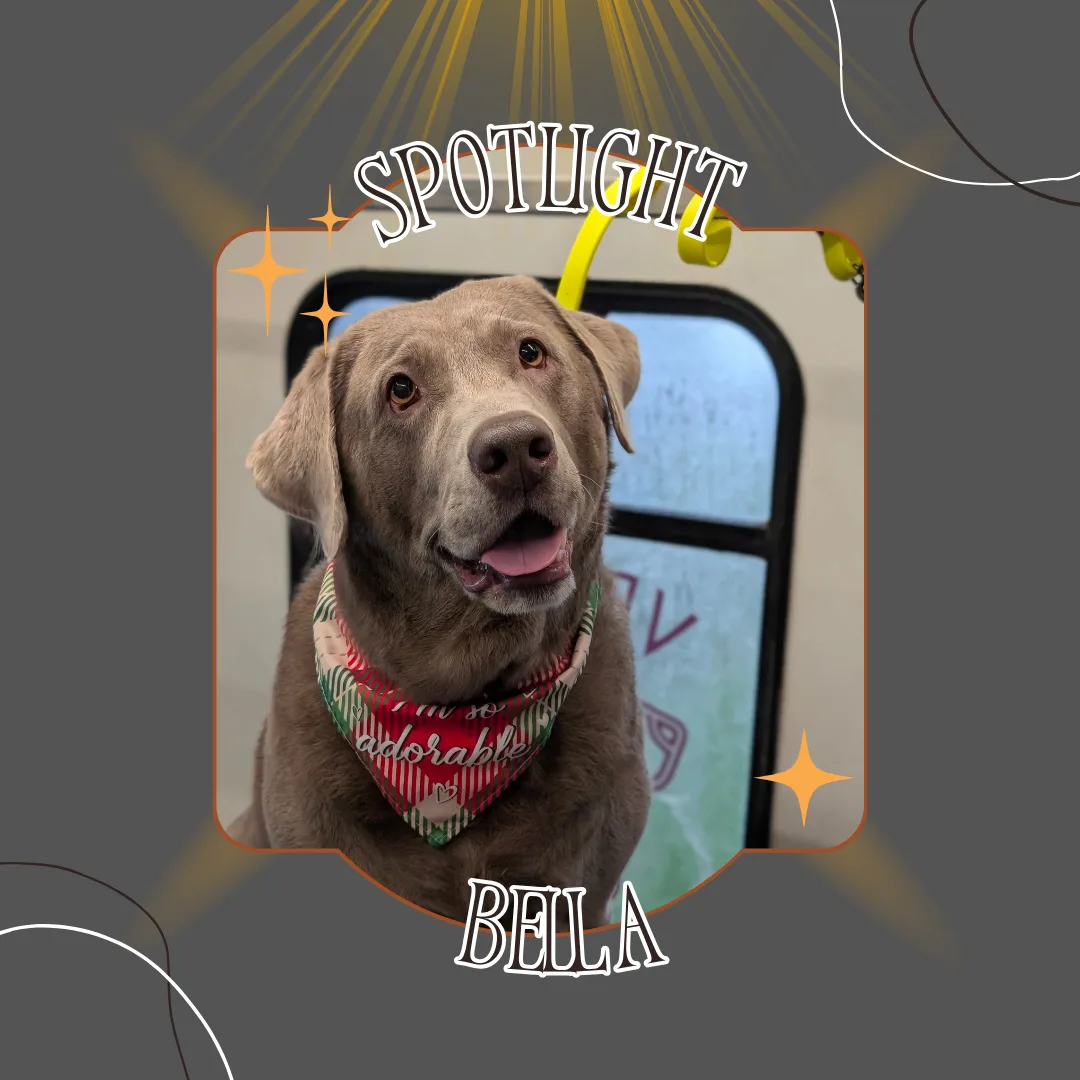 🌟 Spotlight Dog of the Day: Bella the Labrador Retriever! 🌟