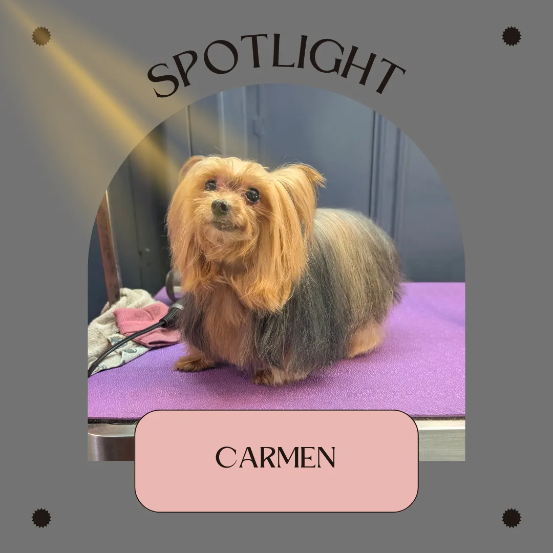 🌟 Spotlight Dog of the Day: Carmen the Yorkie! 🌟